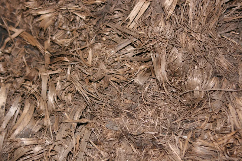 Xylit — Fossiles Holz als nachhaltiger Torfersatz in Substraten