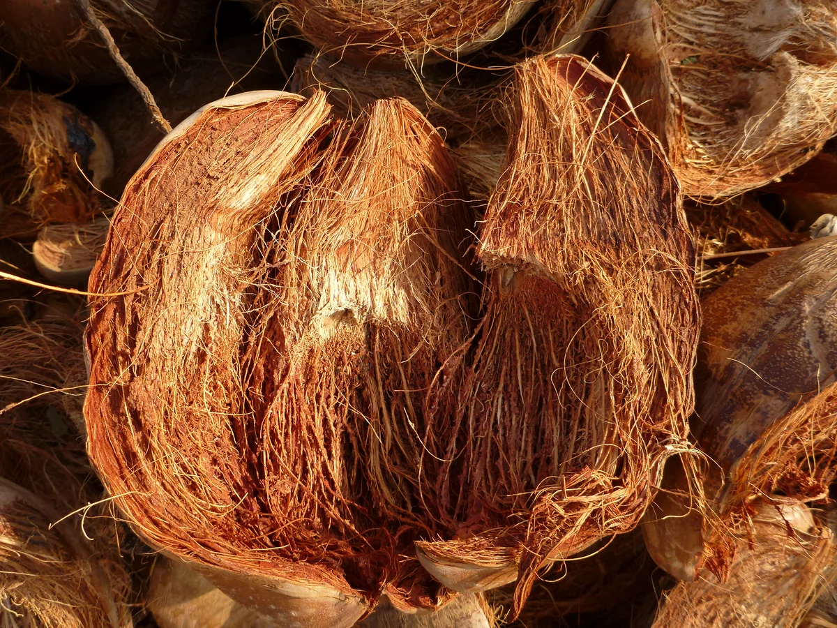 Kokosfasern — Ausgangsstoff für Substrate und Erden